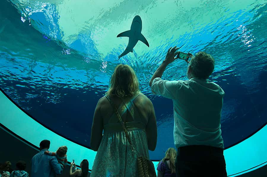 Miami: Frost Museum of Science and Planetarium Entry Ticket - Start with the aquarium’s three levels