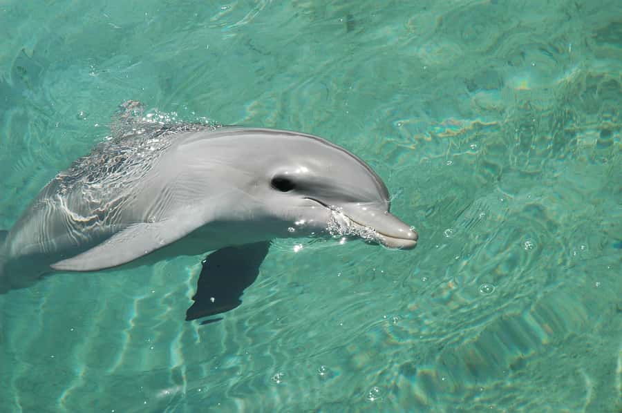 Miami: Key West Dolphin Watch or Snorkel Boat with pickup - Who should book this Key West day trip?
