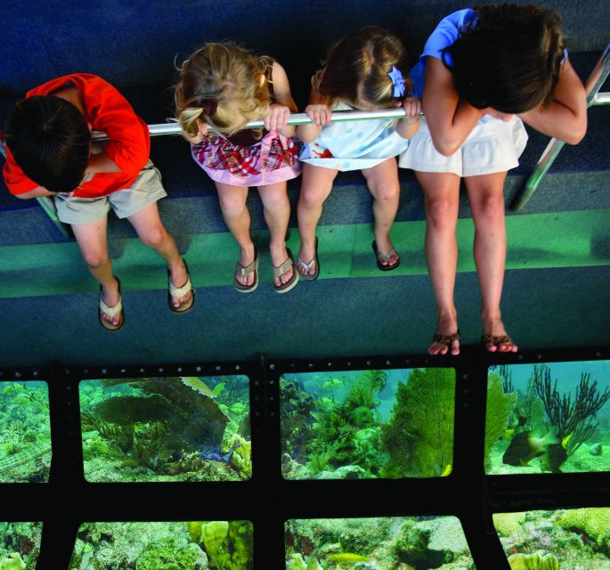 Miami: Key West Dolphin Watch or Snorkel Boat with pickup - Glass-bottom boat: reef views without getting wet