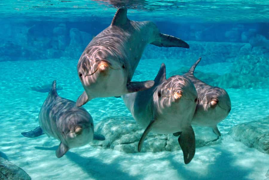 Miami: Key West Dolphin Watch or Snorkel Boat with pickup - How the choices compare