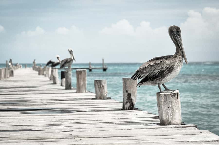 Miami: Key West Dolphin Watch or Snorkel Boat with pickup - Timing, communication, and small details that matter