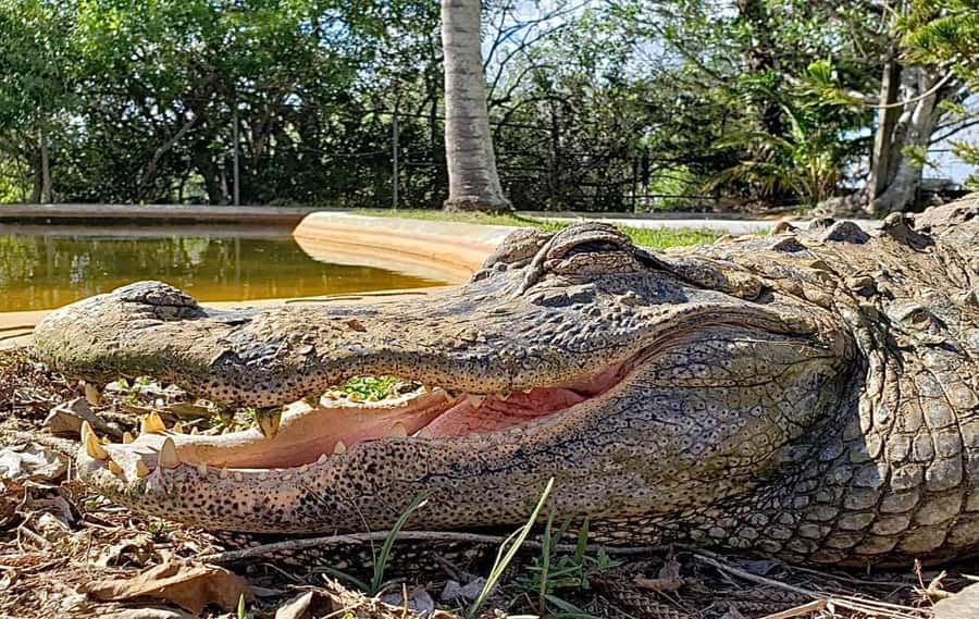 Miami: Original Everglades Airboat Tour & Interpretive area - The 40 to 45-minute airboat route