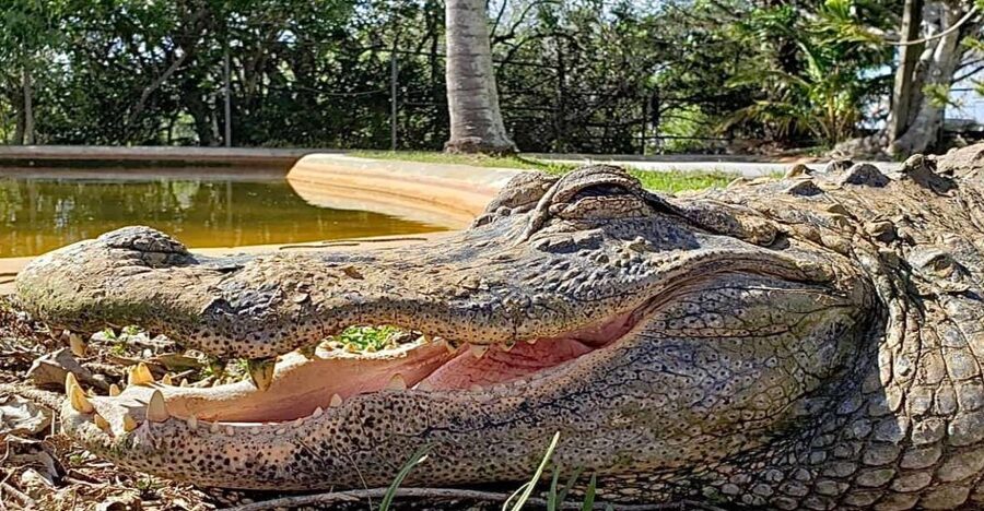 Miami: Original Everglades Airboat Tour & Interpretive area - Wildlife sightings are a bonus, not a promise