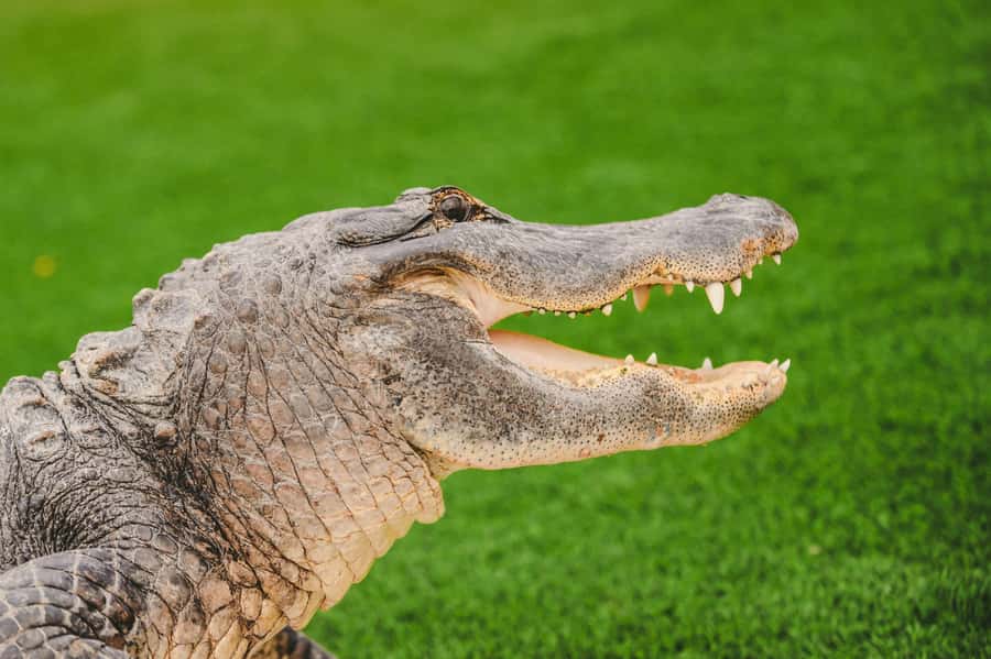 Miami: Wild Everglades Airboat Ride and Gator Encounters - Key points to know before you book