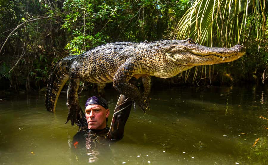 Miami: Wild Everglades Airboat Ride and Gator Encounters - Learning about alligators after the boat