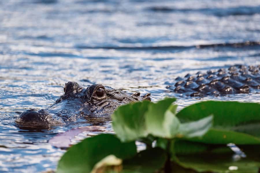 Miami: Wild Everglades Airboat Ride and Gator Encounters - Practical advice for a smoother outing