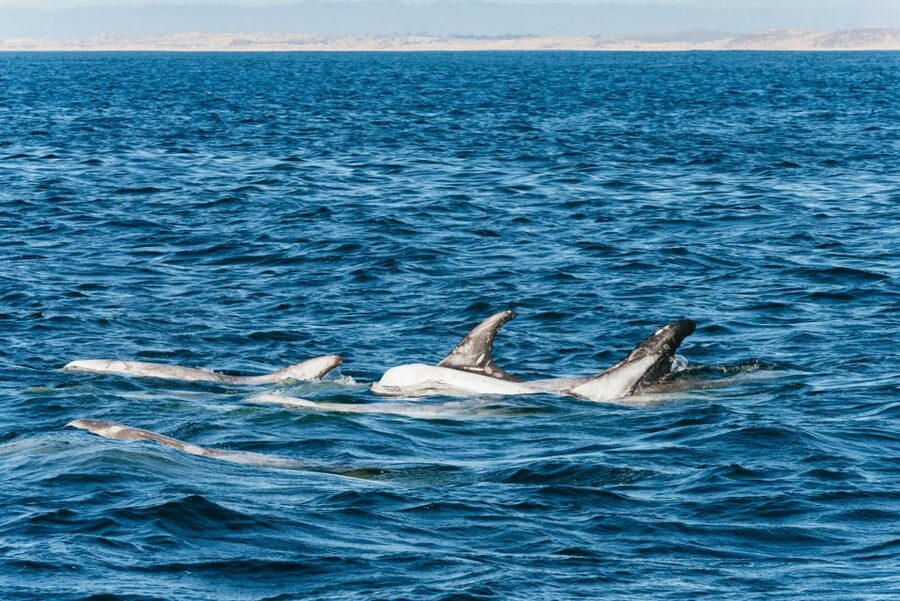 Monterey Bay: Whale Watching Tour - Key points to know before booking