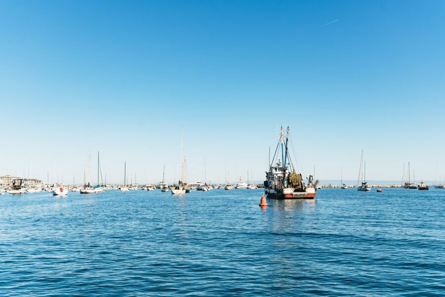 Monterey Bay: Whale Watching Tour - Watching humpbacks feed in summer and fall