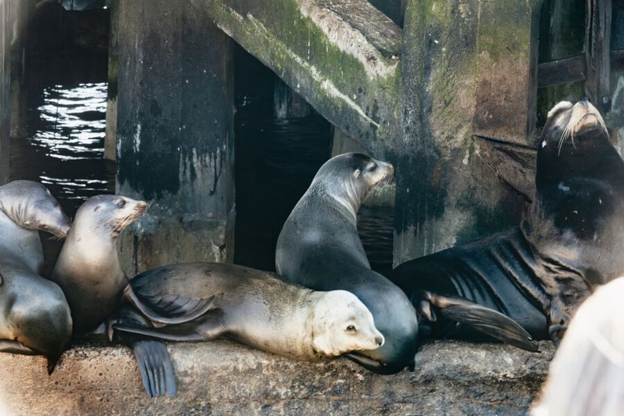 Monterey Bay: Whale Watching Tour - Dolphins, sea lions, otters, and surprise sightings