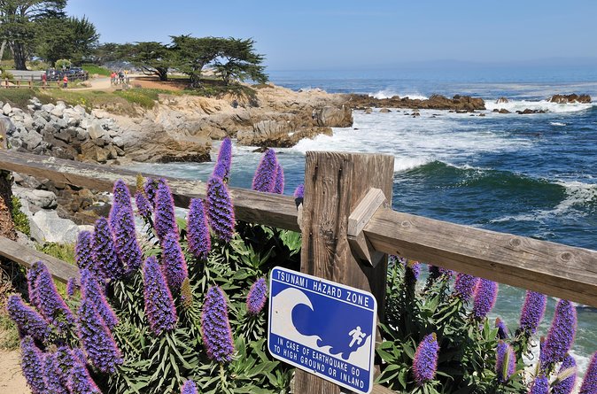 Monterey, Carmel and 17-Mile Drive: Full Day Tour from SF - Bird Rock is a quick look at coastal wildlife