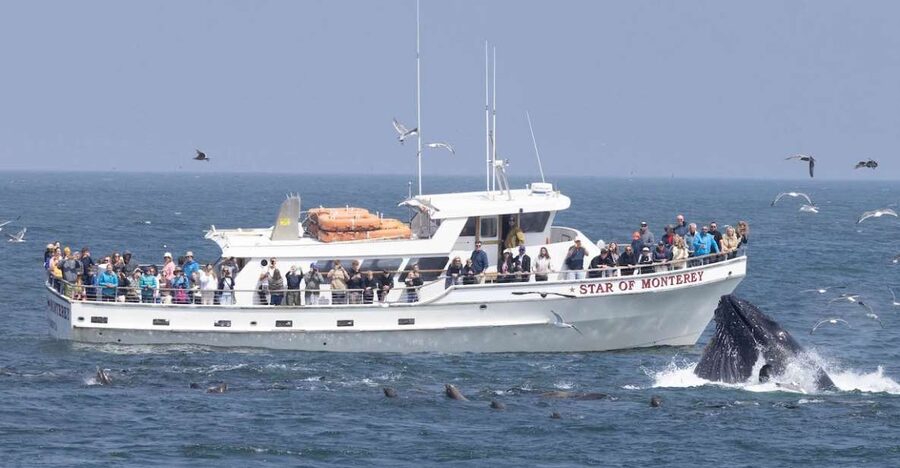 Monterey: Monterey Bay Dolphin and Whale Watching Boat Tour - Quick takeaways from this Monterey whale-watching cruise