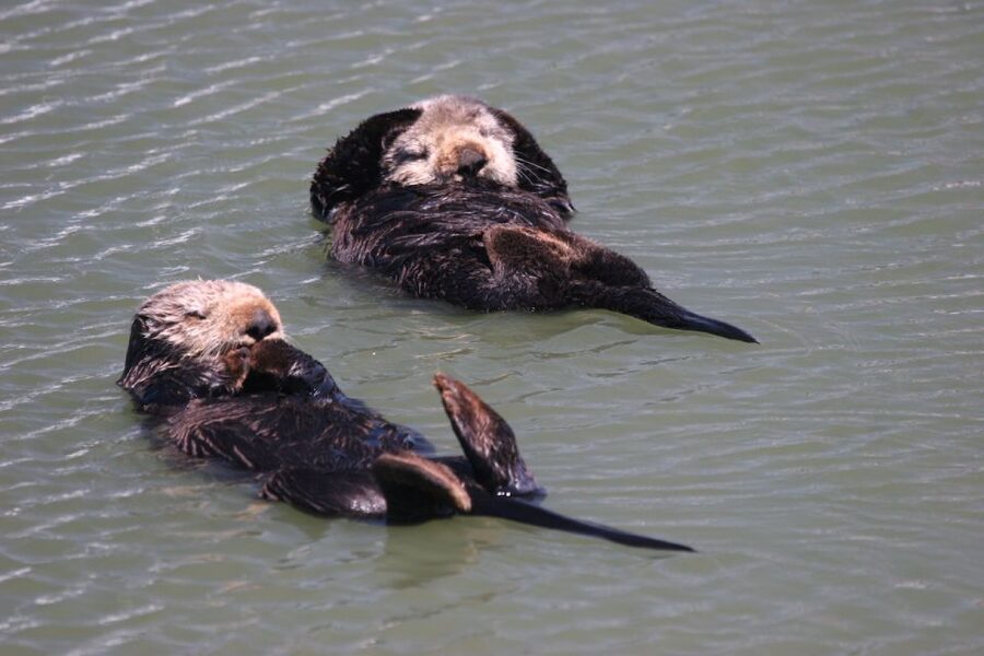 Monterey: Monterey Bay Dolphin and Whale Watching Boat Tour - The ride from harbor to open water