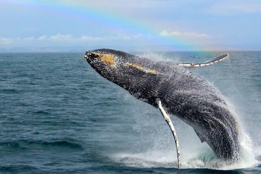 Monterey: Monterey Bay Dolphin and Whale Watching Boat Tour - Dolphins, sea lions, seals, and smaller surprises