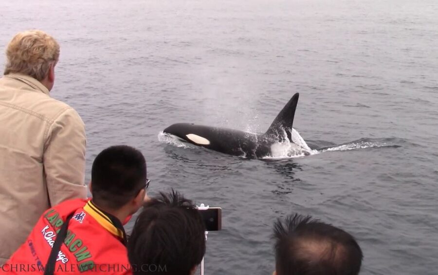 Monterey: Monterey Bay Dolphin and Whale Watching Boat Tour - The value of a small boat