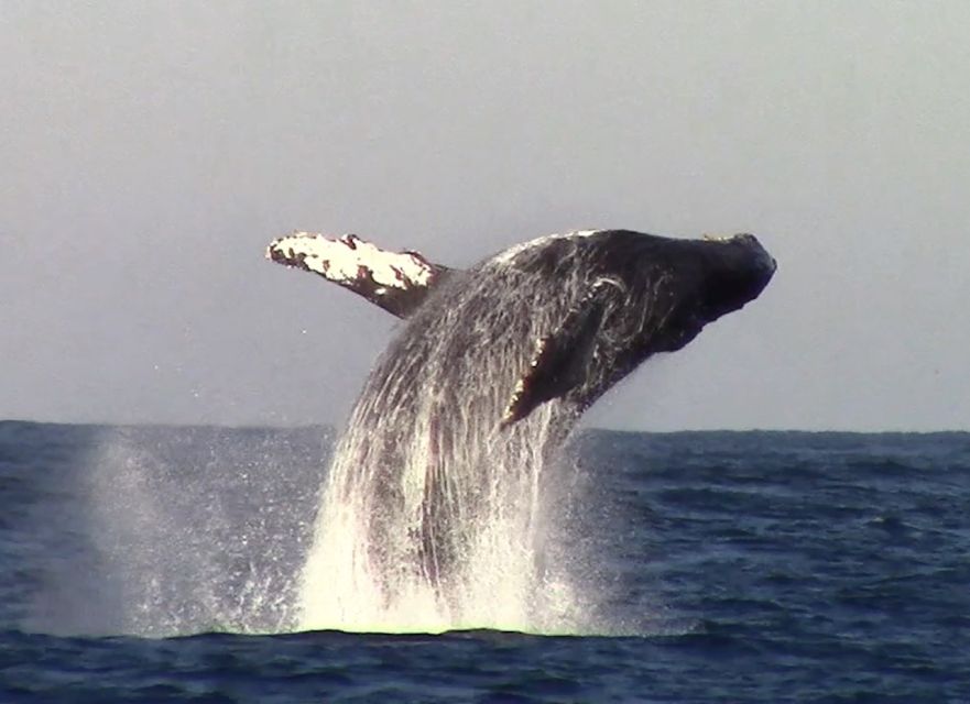 Monterey: Monterey Bay Dolphin and Whale Watching Boat Tour - How the guides shape the experience