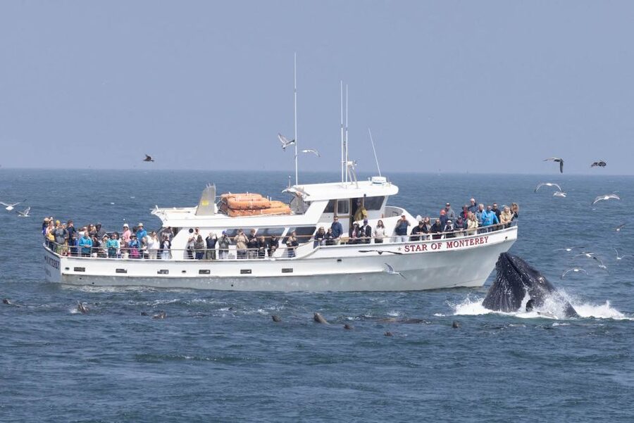 Monterey: Monterey Bay Dolphin and Whale Watching Boat Tour - Leaving Old Fisherman’s Wharf