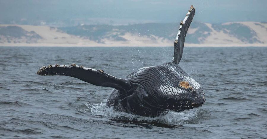 Monterey: Sunset Whale Watching Cruise with A Guide - Leaving Fisherman’s Wharf for Monterey Bay