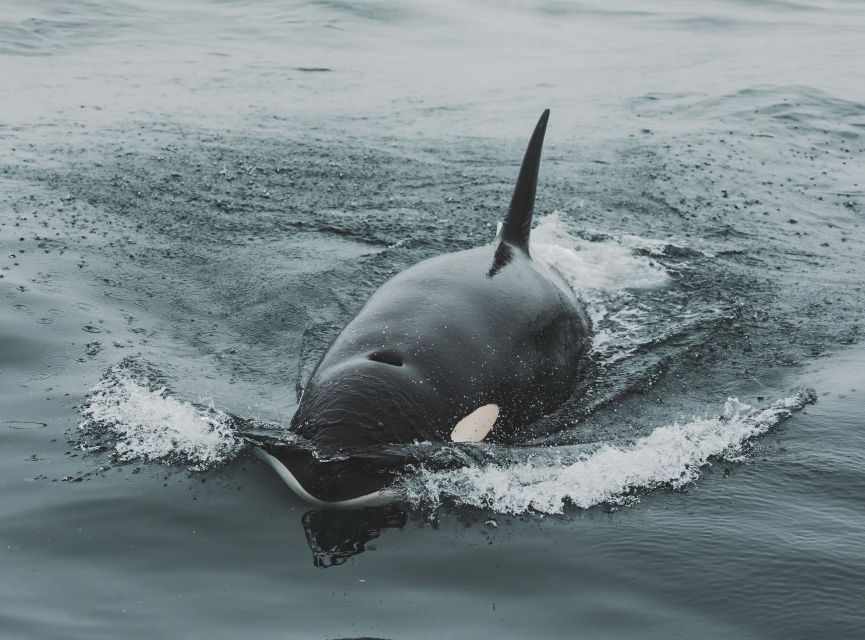 Monterey: Sunset Whale Watching Cruise with A Guide - Humpback whales, dolphins, and the main wildlife show