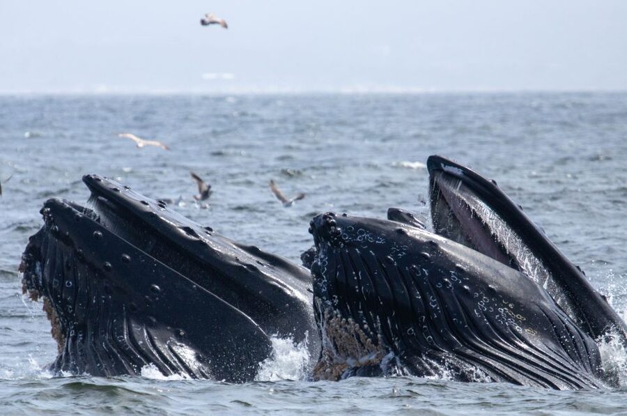 Monterey: Sunset Whale Watching Cruise with A Guide - Why the naturalist guide matters