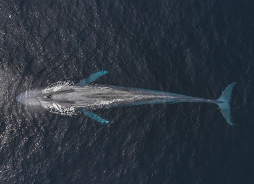 Monterey: Sunset Whale Watching Cruise with A Guide - The sunset finish and the price of the experience