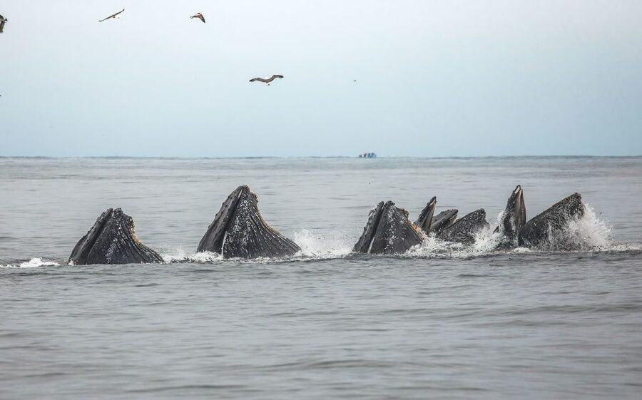 Monterey: Sunset Whale Watching Cruise with A Guide - Staying warm, dry, and steady on the boat
