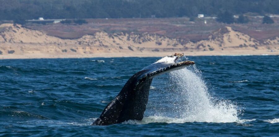 Monterey: Sunset Whale Watching Cruise with A Guide - Who will get the most from this cruise