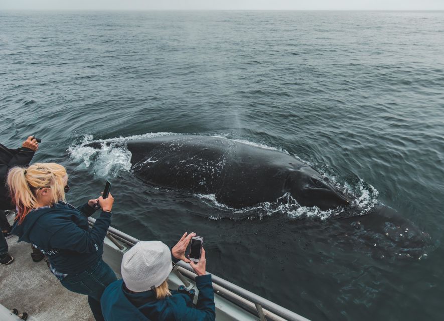 Monterey: Sunset Whale Watching Cruise with A Guide - The first hour: searching for life near the harbor