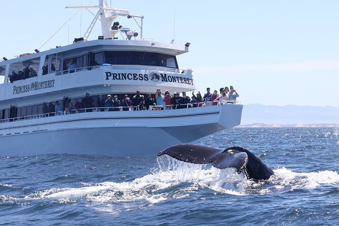 Monterey Whale Watching Tour - The Three-Hour Search for Humpbacks and Gray Whales