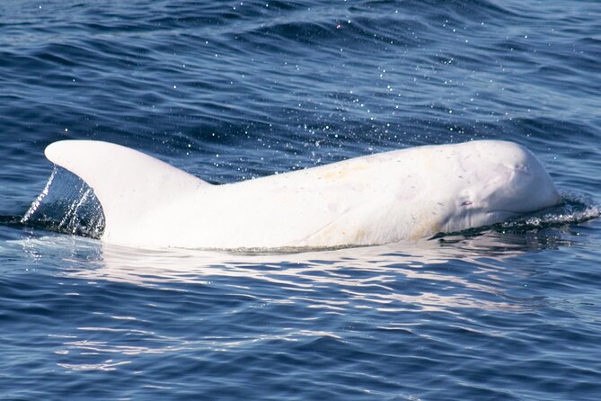Monterey Whale Watching Tour - Is the $20 Upper Deck Worth It?