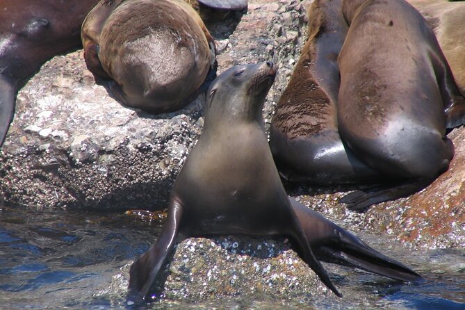 Monterey Whale Watching Tour - A Good Choice for Families and First-Time Whale Watchers