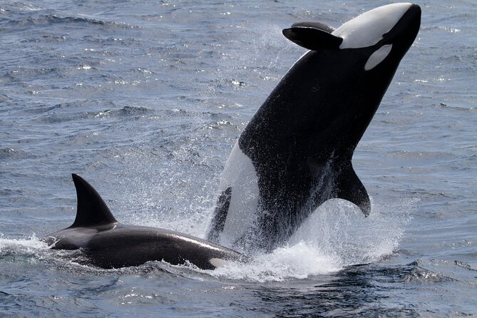 Monterey Whale Watching Tour - Timing, Cancellation, and Simple Planning Tips