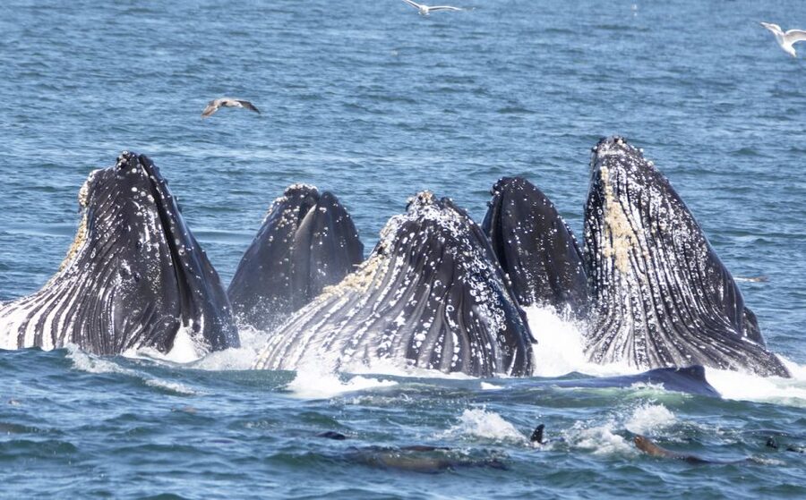 Monterey: Whale Watching Tour with A Marine Guide - Key points to know before you book