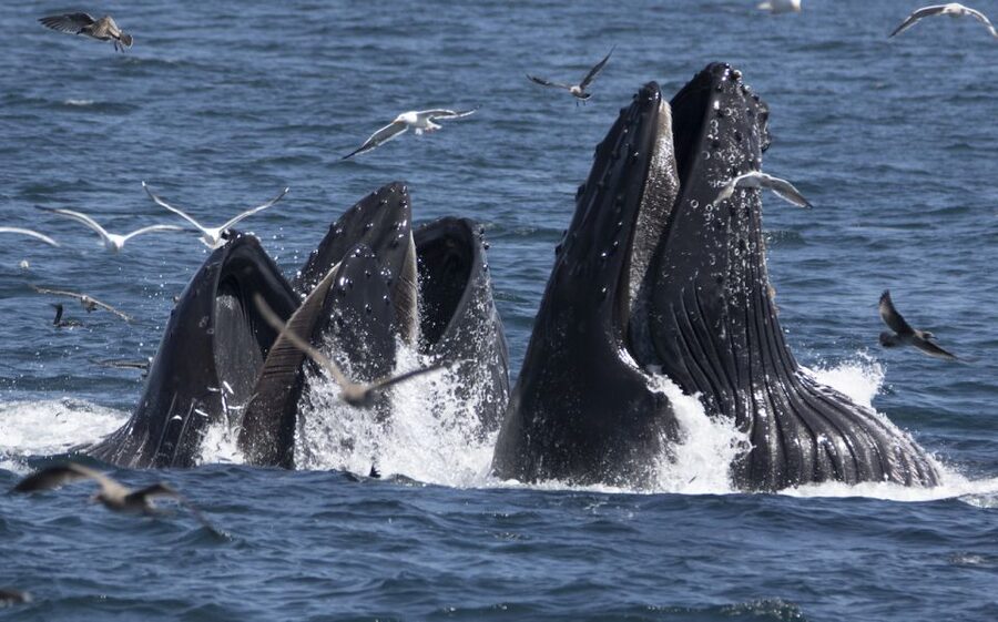 Monterey: Whale Watching Tour with A Marine Guide - What the 150-minute cruise feels like