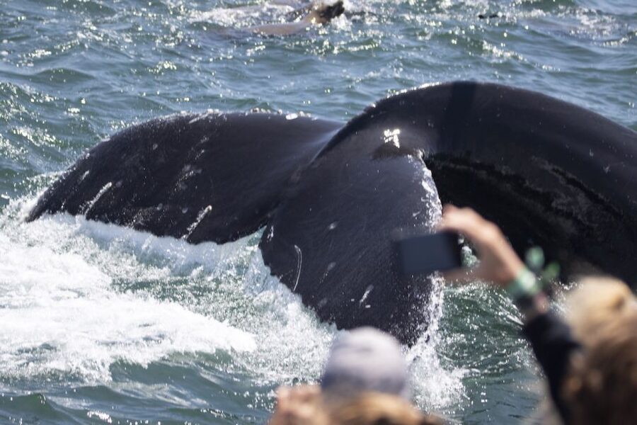 Monterey: Whale Watching Tour with A Marine Guide - Finding the best place to watch from