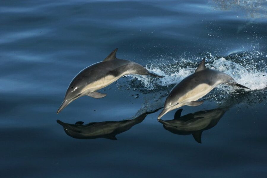Monterey: Whale Watching Tour with A Marine Guide - The guide adds more than a running commentary