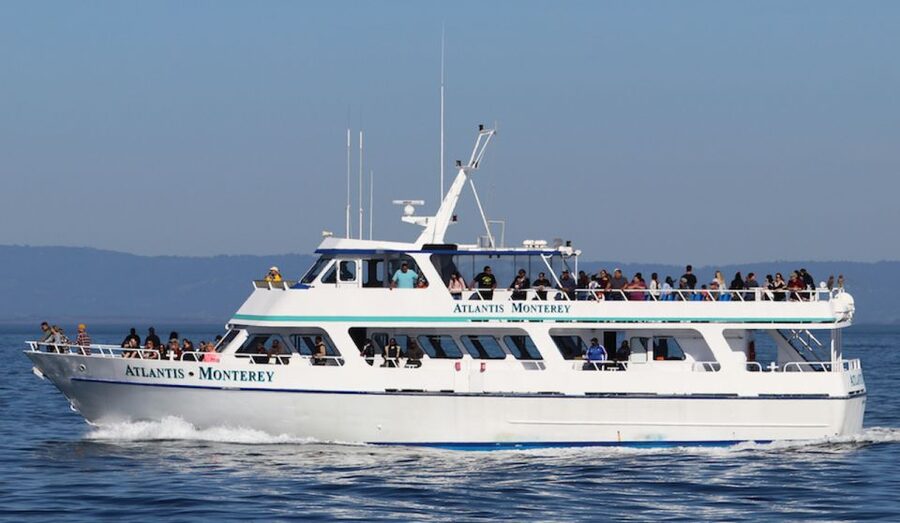 Monterey: Whale Watching Tour with A Marine Guide - What you might see, and what you should not expect