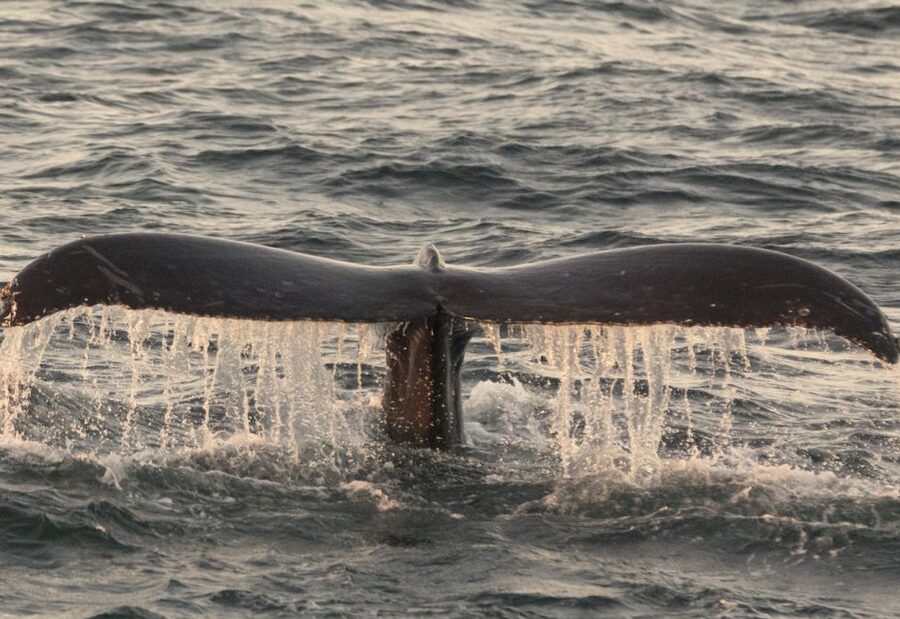 Monterey: Whale Watching Tour with A Marine Guide - Who should book this Monterey cruise?