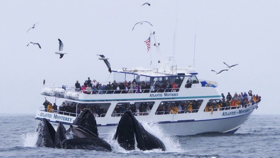 Monterey: Whale Watching Tour with A Marine Guide - Why Monterey Bay is such a strong whale-watching setting