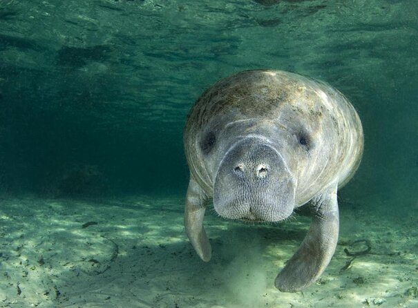Most Popular 3hr Manatee Swim Tour + In-Water Guide! - Why Crystal River is special for manatees