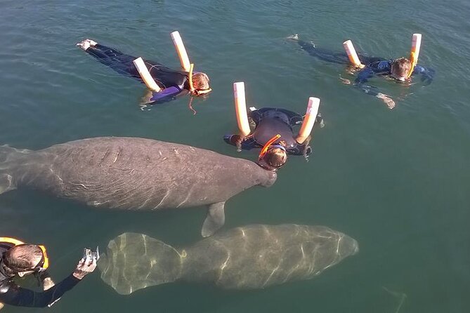 Most Popular 3hr Manatee Swim Tour + In-Water Guide! - Starting at Fun 2 Dive on NE 3rd Street