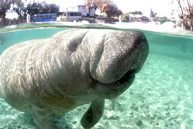Most Popular 3hr Manatee Swim Tour + In-Water Guide! - The price and the practical value