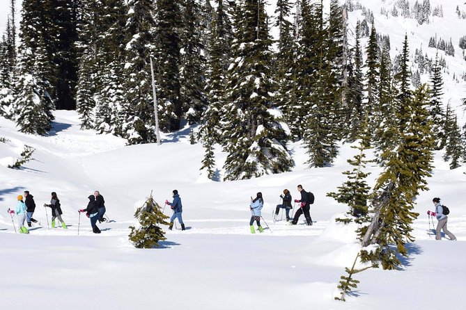 Mt. Rainier National Park Highlights Tour - Longmire, where the park’s story begins