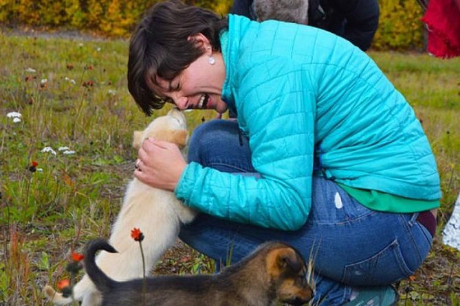 Mush Your Own Sled Dog Team (Summer/Fall Tour) - Key points to know before you book
