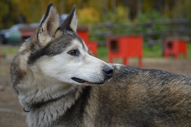 Mush Your Own Sled Dog Team (Summer/Fall Tour) - Driving your own team through the Talkeetna woods