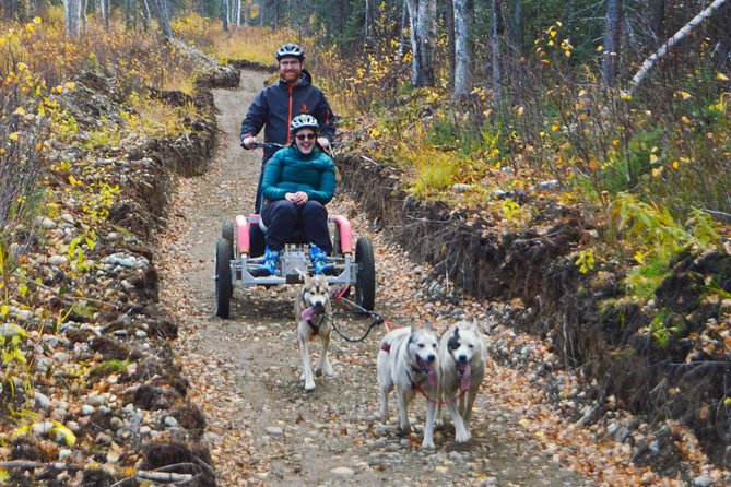 Mush Your Own Sled Dog Team (Summer/Fall Tour) - The kennel visit is more than a quick photo stop