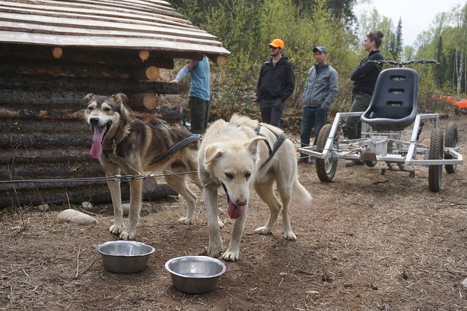 Mush Your Own Sled Dog Team (Summer/Fall Tour) - Why the small group makes a difference