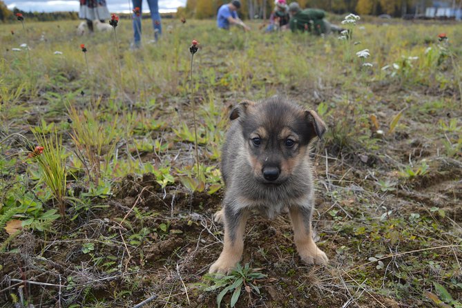 Mush Your Own Sled Dog Team (Summer/Fall Tour) - Who will enjoy this most?