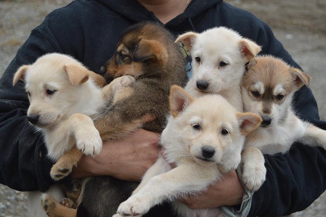 Mush Your Own Sled Dog Team (Summer/Fall Tour) - What the 45-minute run is really like