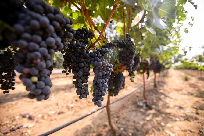 Napa and Sonoma Wine Country Full-Day Tour from San Francisco - Madonna Estate and the final tasting