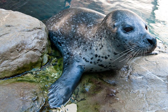 New England Aquarium Admission Ticket in Boston - Admission value and booking ahead